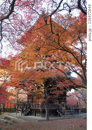 Red maple leaves and old temple / 紅葉と五重塔 @古都京都 Red maple leaves and old temple / 紅葉と五重塔 @古都京都 116472649
