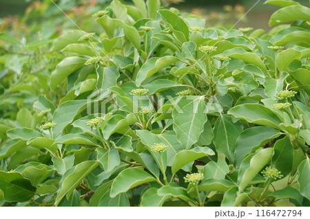 カクレミノの蕾・202年㋆ カクレミノの蕾・202年㋆ 116472794