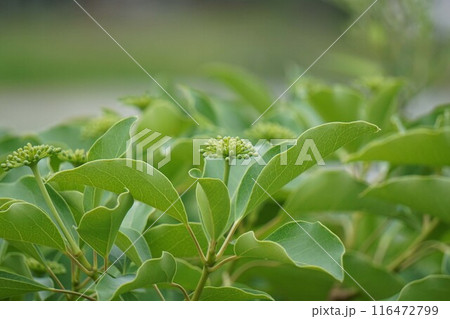 カクレミノの蕾・202年㋆　 116472799