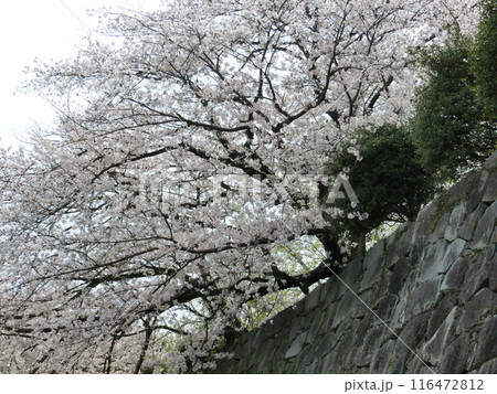 桜 116472812