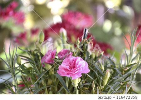 お花のある風景 116472859