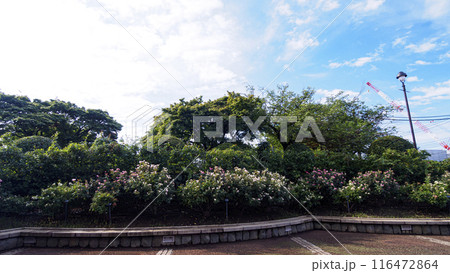 神奈川県横浜市港の見える丘公園（フランス山庭園・横浜市イギリス館・山手111番館）　 116472864