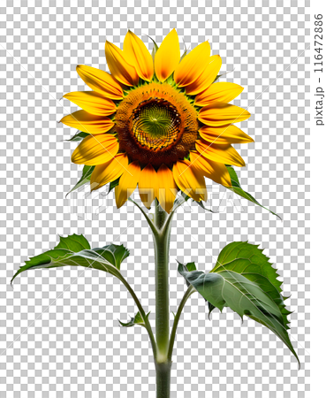 1つのひまわりの花(背景透過)アルファチャンネル付PNG　AI生成 116472886