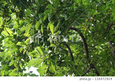 コブシの果実・2024年㋆ コブシの果実・2024年㋆ 116472924