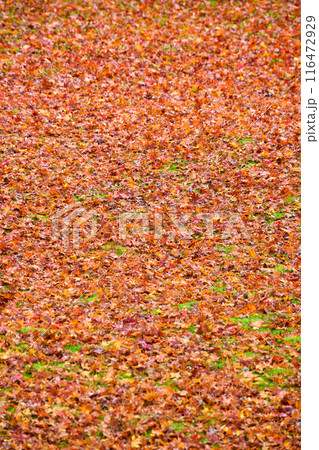 大原　三千院　有清園の美しい散りもみじ（京都市左京区） 116472929