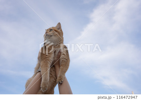 people and pet concept with woman hold her pet and cloudy sky background people and pet concept with woman hold her pet and cloudy sky background 116472947