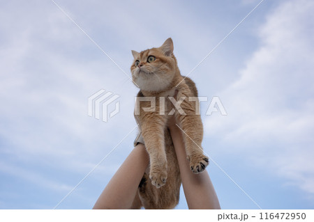 people and pet concept with woman hold her pet and cloudy sky background people and pet concept with woman hold her pet and cloudy sky background 116472950