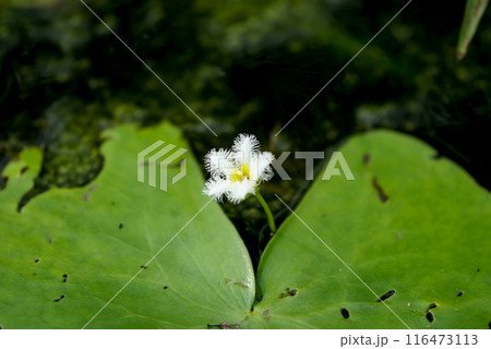 金銀蓮花(きんぎんれんか)／鏡蓋(ががぶた) 116473113