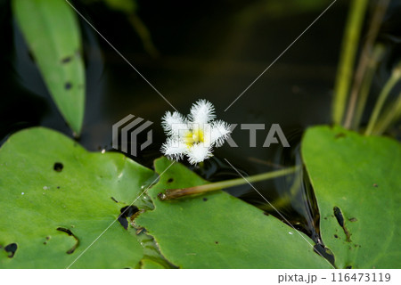 金銀蓮花(きんぎんれんか)/鏡蓋(ががぶた) 金銀蓮花(きんぎんれんか)/鏡蓋(ががぶた) 116473119