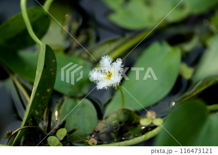 金銀蓮花(きんぎんれんか)/鏡蓋(ががぶた) 金銀蓮花(きんぎんれんか)/鏡蓋(ががぶた) 116473121