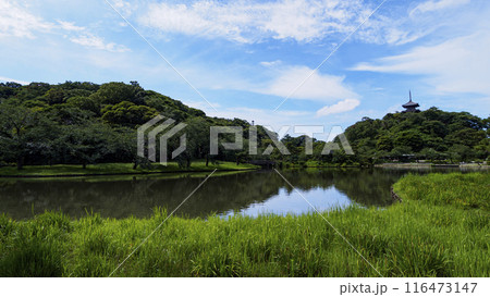 神奈川県横浜市本牧の景勝地・名勝の三渓園／三渓園の夏 116473147