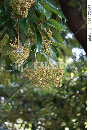 サンゴジュの実・2024年㋆ サンゴジュの実・2024年㋆ 116473162