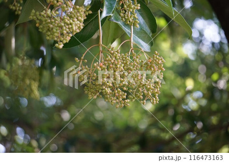 サンゴジュの実・2024年㋆　 116473163