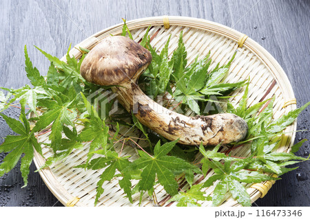 秋の味覚、松茸 116473346