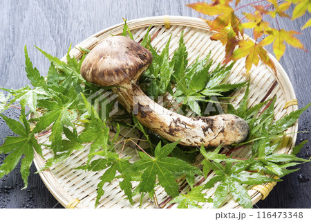秋の味覚、松茸 秋の味覚、松茸 116473348