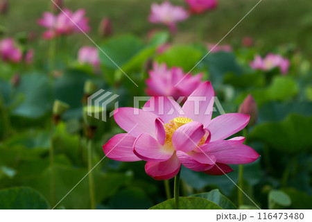 福島潟・遊潟広場の紅蓮 116473480