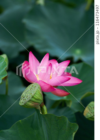 福島潟・遊潟広場の紅蓮 116473497