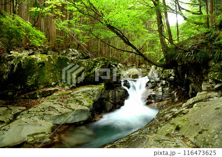 かじかの滝　【奈良県天川村】 116473625