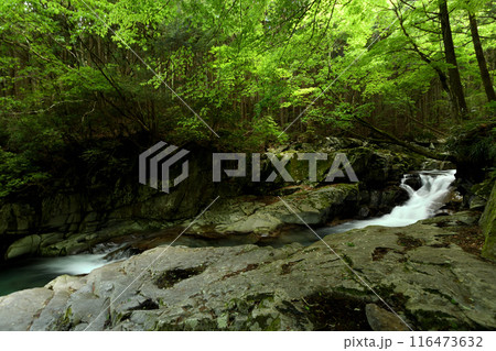 かじかの滝 【奈良県天川村】 かじかの滝 【奈良県天川村】 116473632