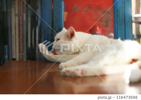 A cat is using its tongue to clean itself. 116473698