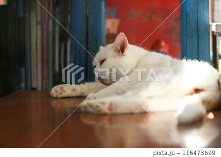 A cat is using its tongue to clean itself. 116473699