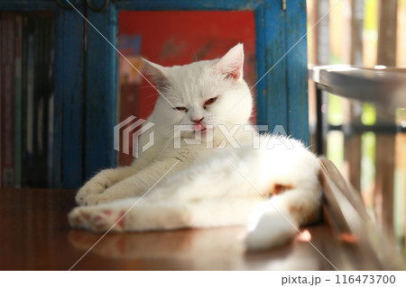 A cat is using its tongue to clean itself. 116473700