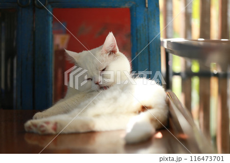 A cat is using its tongue to clean itself. 116473701