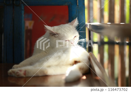 A cat is using its tongue to clean itself. 116473702