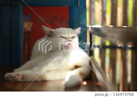 A cat is using its tongue to clean itself. 116473708