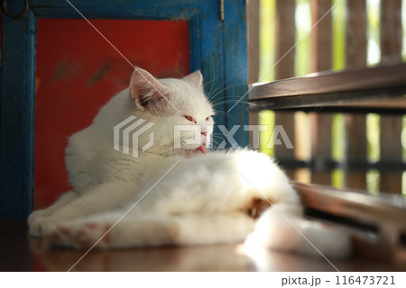 A cat is using its tongue to clean itself. A cat is using its tongue to clean itself. 116473721