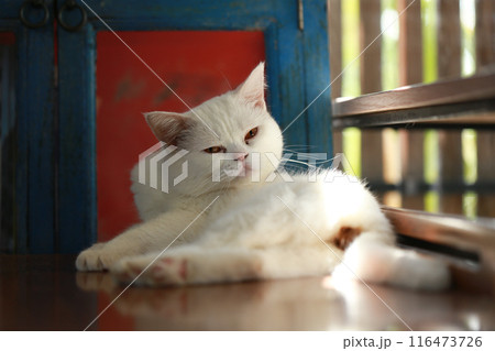 A cat is using its tongue to clean itself. A cat is using its tongue to clean itself. 116473726