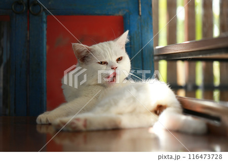 A cat is using its tongue to clean itself. A cat is using its tongue to clean itself. 116473728