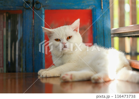 A cat is using its tongue to clean itself. 116473738