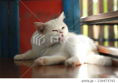 A cat is using its tongue to clean itself. 116473742