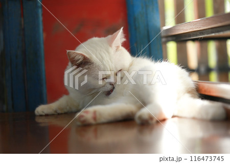 A cat is using its tongue to clean itself. A cat is using its tongue to clean itself. 116473745