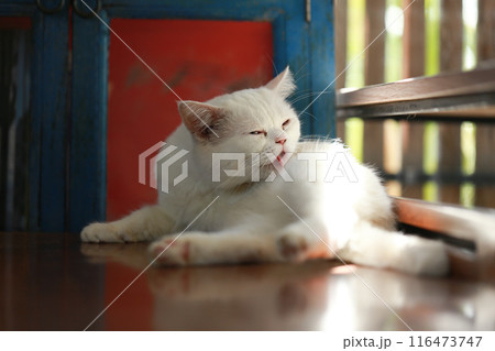 A cat is using its tongue to clean itself. A cat is using its tongue to clean itself. 116473747
