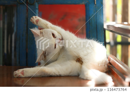 A cat is using its tongue to clean itself. 116473764