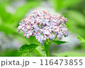 紫陽花 116473855