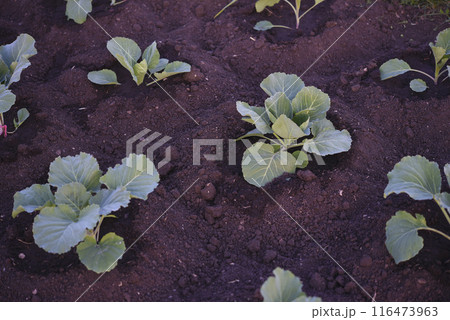 Cabbage seedlings in the spring into the ground. Vegetable seedlings in spring. 116473963