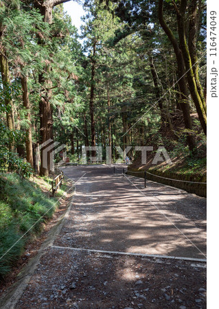 岩手県平泉町世界文化遺産中尊寺参道の並木道 116474049