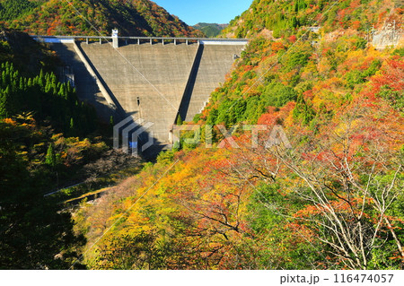 【兵庫県】快晴の長谷ダムと紅葉 【兵庫県】快晴の長谷ダムと紅葉 116474057
