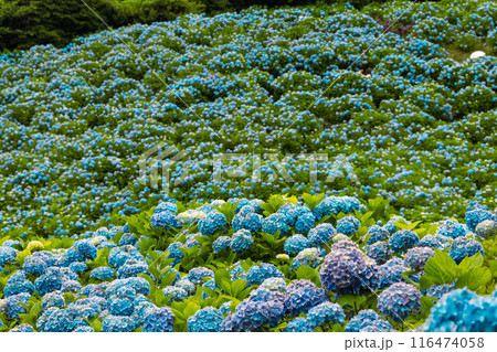 青い紫陽花 青い紫陽花 116474058