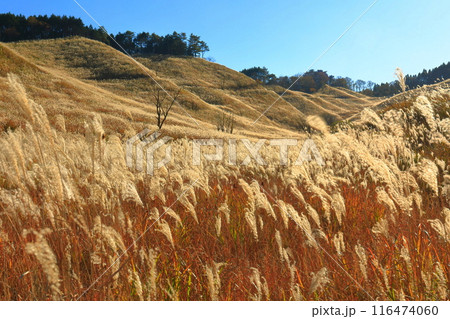 【兵庫県】快晴の砥峰高原のススキ 【兵庫県】快晴の砥峰高原のススキ 116474060