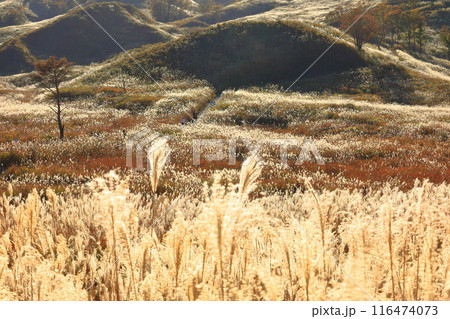 【兵庫県】快晴の砥峰高原のススキ 116474073
