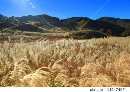 【兵庫県】快晴の砥峰高原のススキ 【兵庫県】快晴の砥峰高原のススキ 116474074