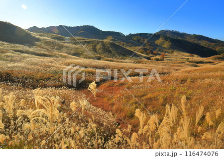 【兵庫県】快晴の砥峰高原のススキ 【兵庫県】快晴の砥峰高原のススキ 116474076