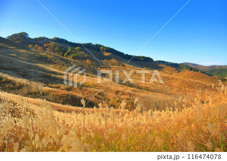 【兵庫県】快晴の砥峰高原のススキ 116474078