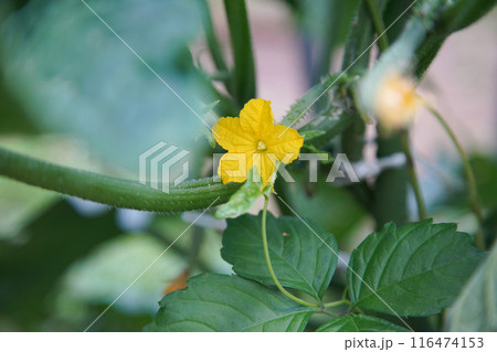 風に揺れるきゅうりの花 風に揺れるきゅうりの花 116474153