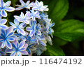 紫陽花 116474192