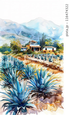 Watercolor illustration of blue agave farm 116474322